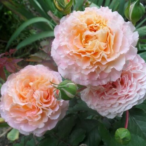 Csokros - Rózsa - Jef l'Artiste - Online rózsa vásárlás